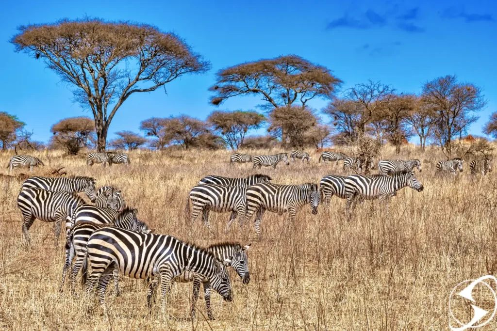 رزرو وقت سفارت کنیا