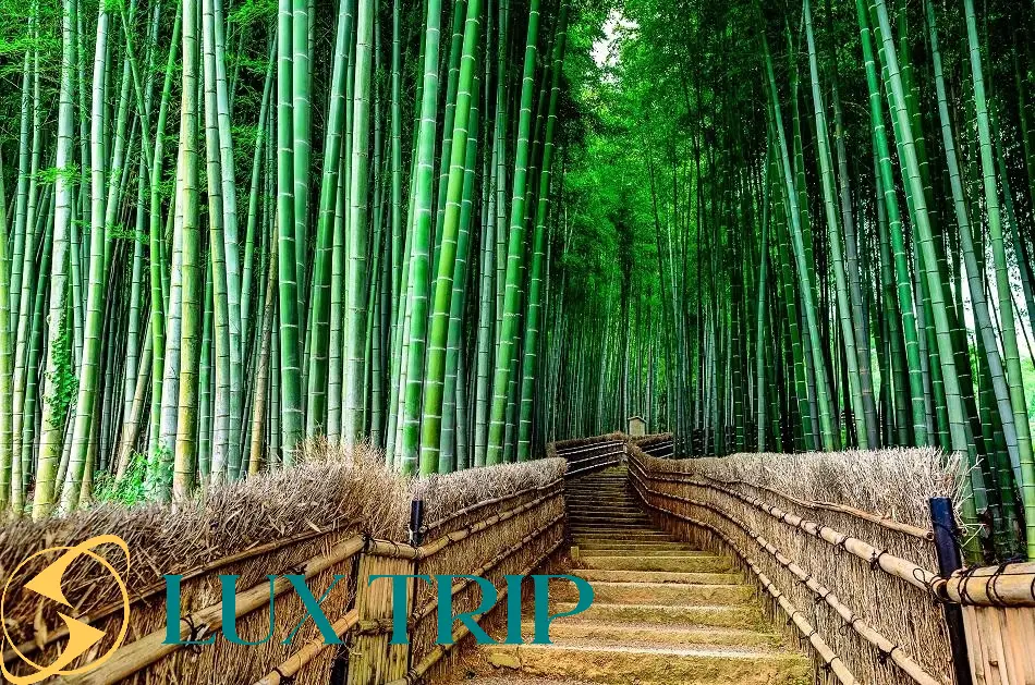 جنگل بامبو آراشیاما