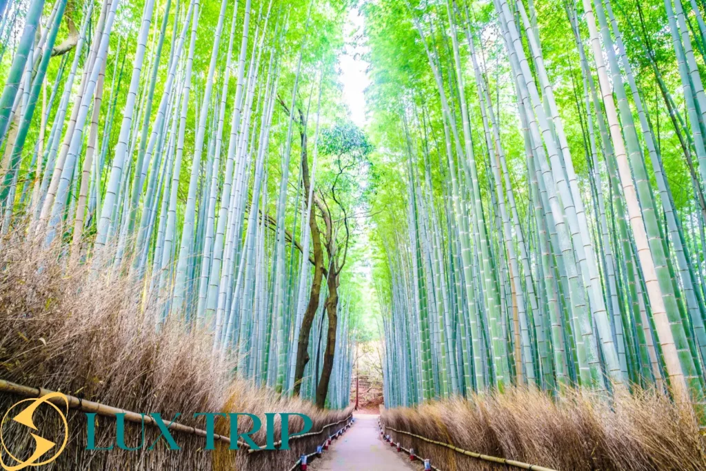 جنگل بامبو کیوتو ژاپن