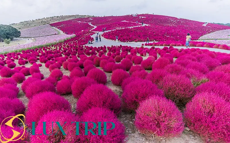 پارک ساحلی هیتاچی