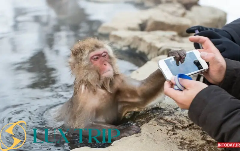 پارک میمون‌های برفی