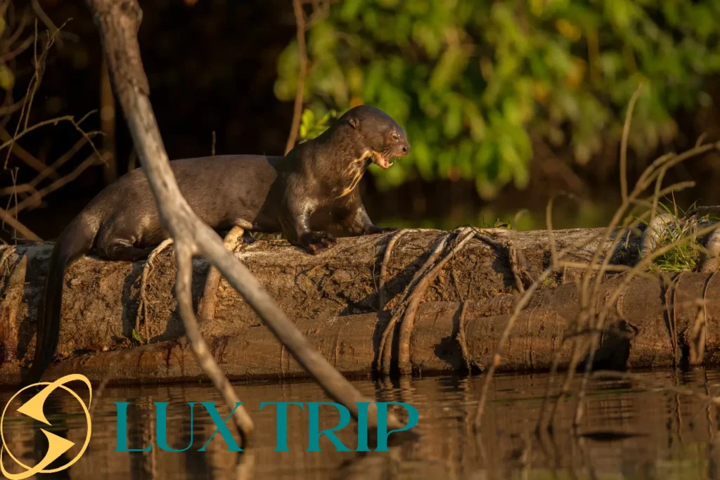 پانتانال کجاست