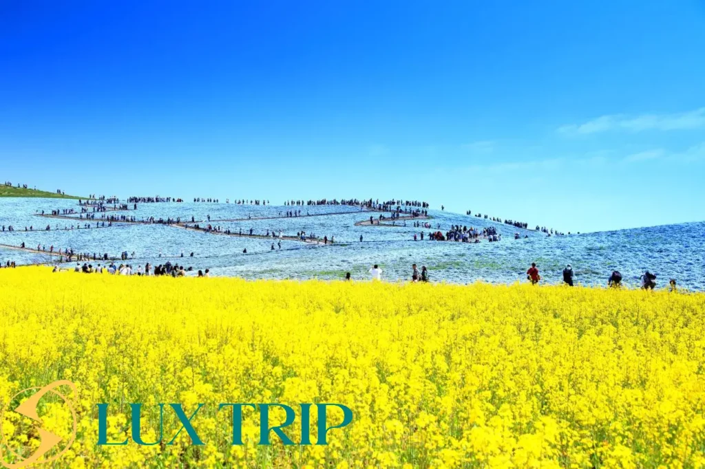 پارک ساحلی هیتاچی