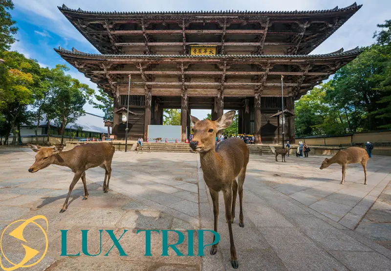 پارک نارا ژاپن