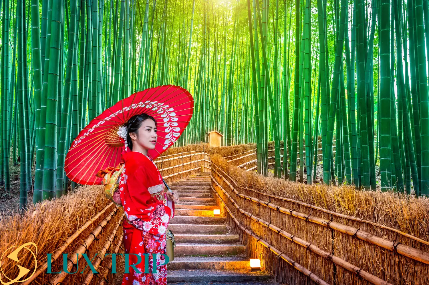 جنگل بامبو آراشیاما کیوتو ژاپن