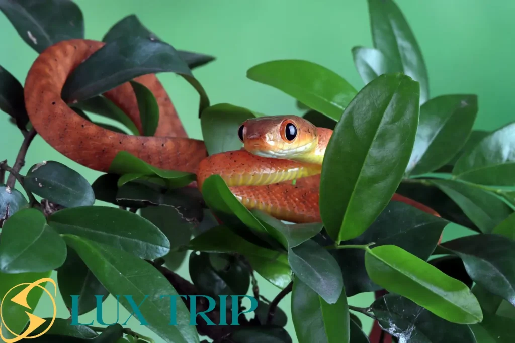 آمازون کجاست