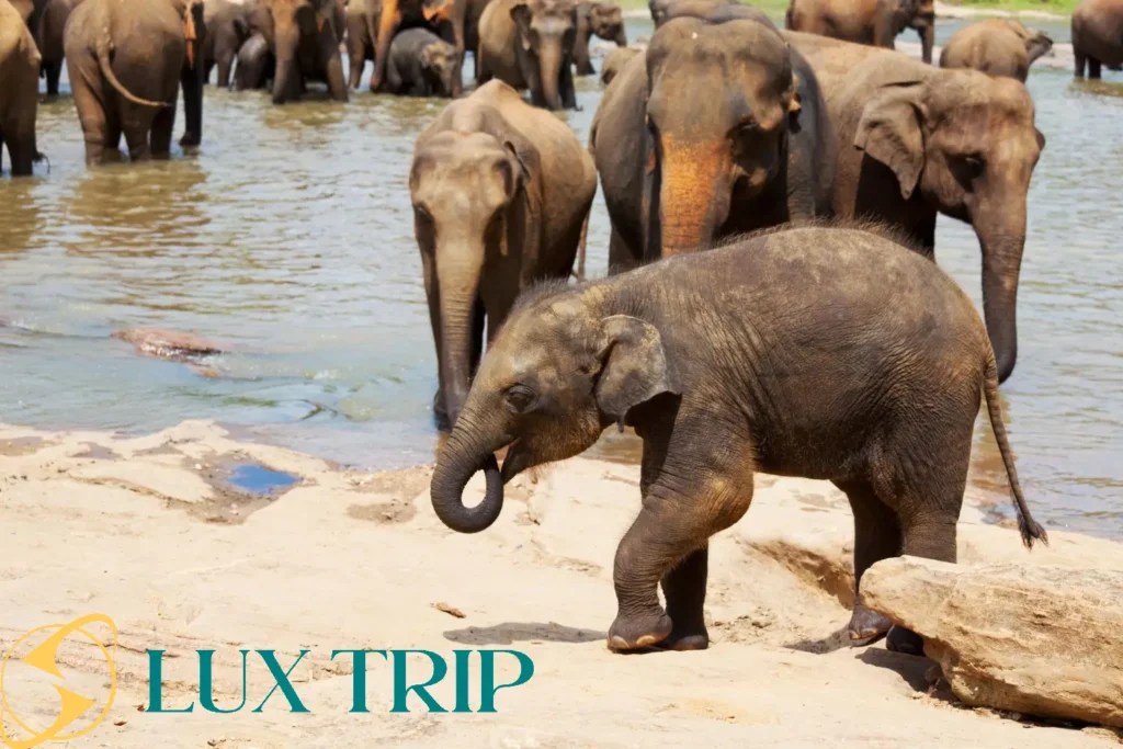 فیل های تایلند