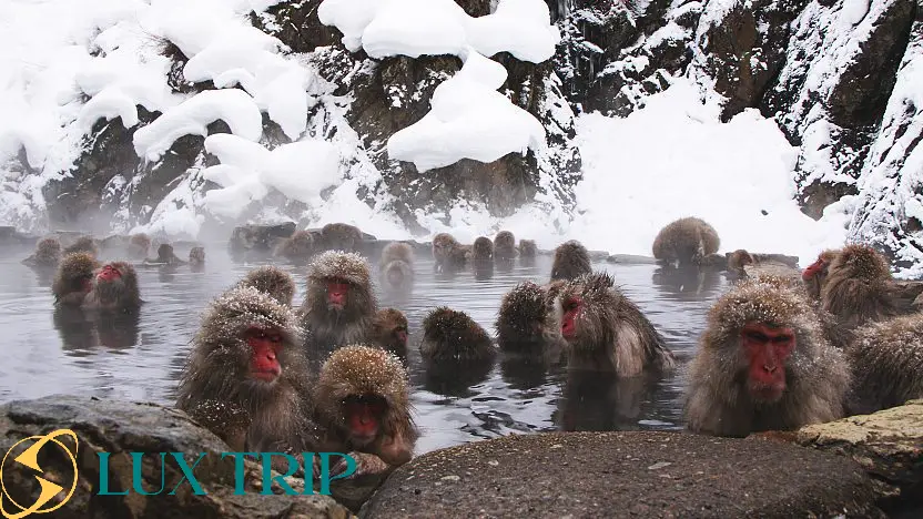 میمون‌های برفی ژاپن