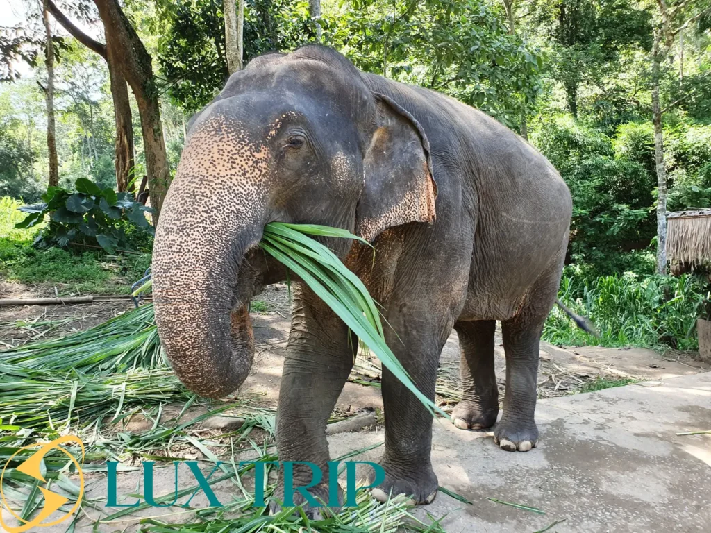 پارک فیل های تایلند