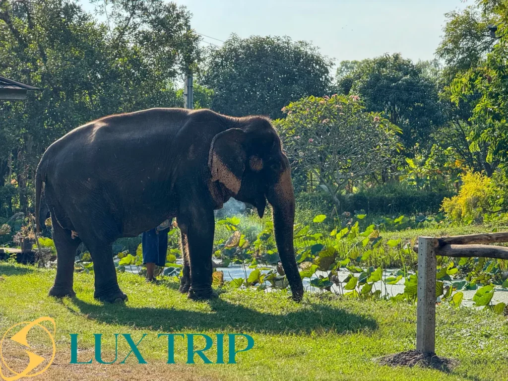پارک فیل ها تایلند