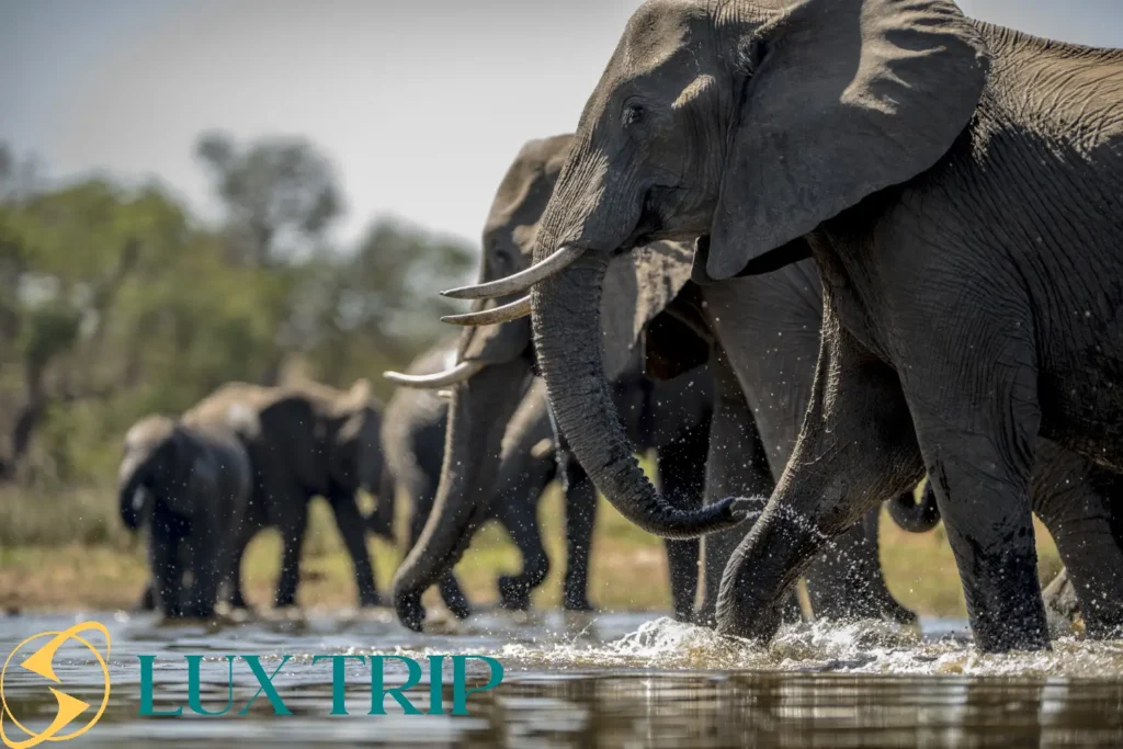 پارک ملی آدو الفنت آفریقای جنوبی