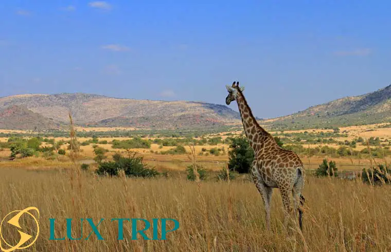 پارک ملی پیلانسبرگ آفریقا