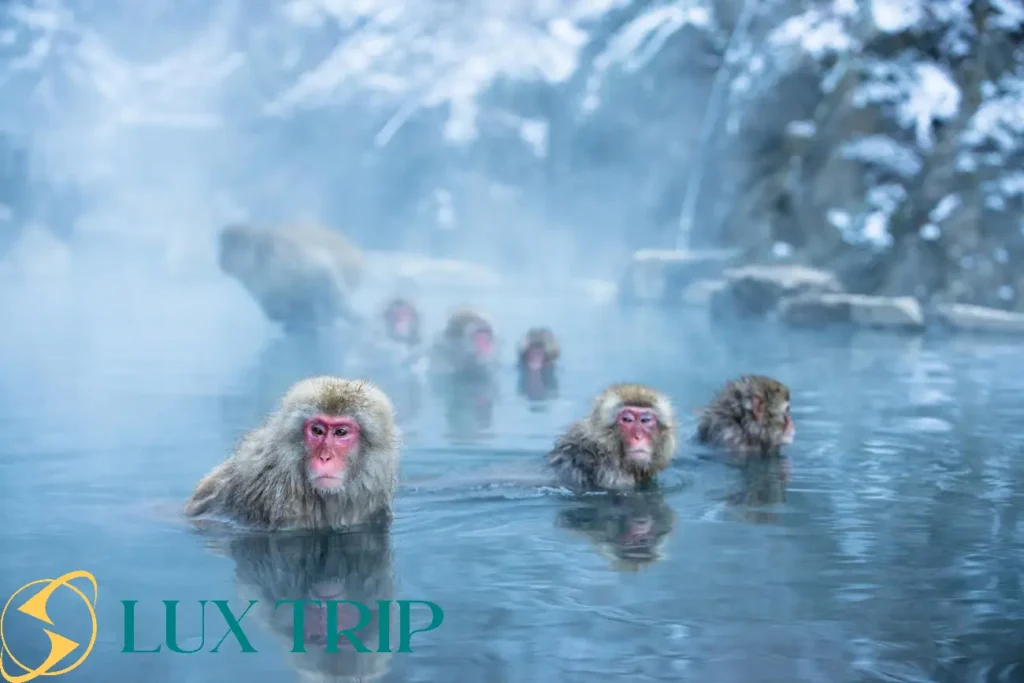 پارک میمون‌های برفی ژاپن