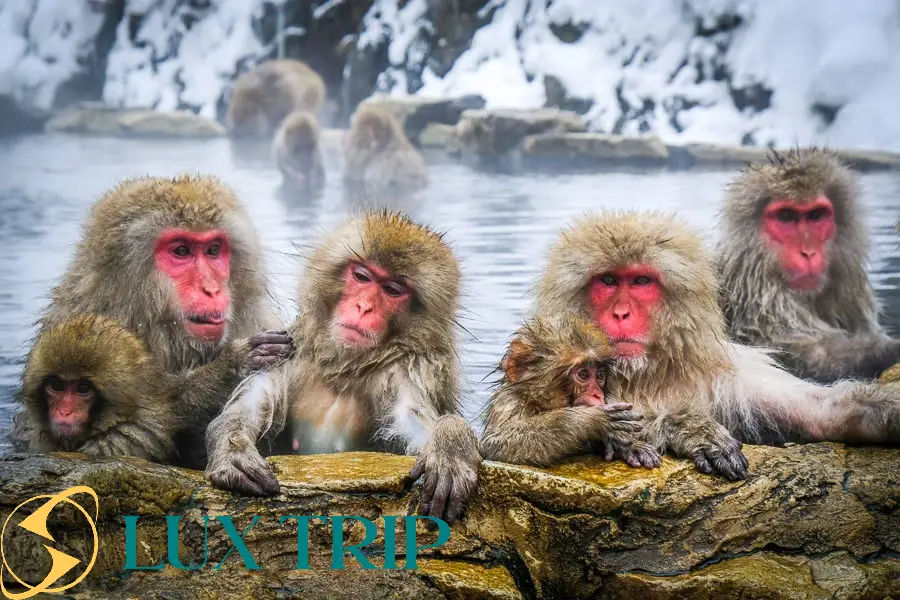 پارک میمون‌های برفی