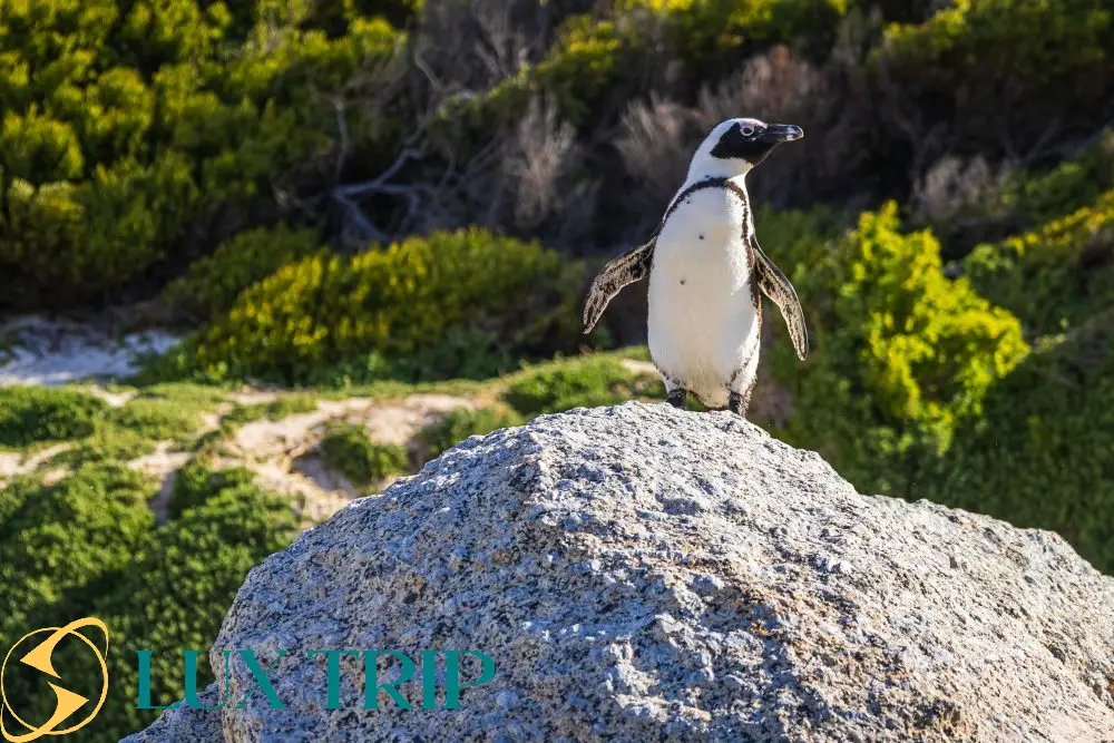 کلونی پنگوئن های بولدرز