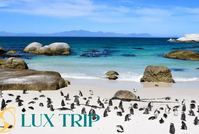 ساحل بولدرز خانه پنگوئن های آفریقای جنوبی + راهنمای سفر