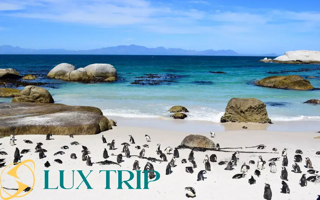 ساحل بولدرز خانه پنگوئن های آفریقای جنوبی + راهنمای سفر