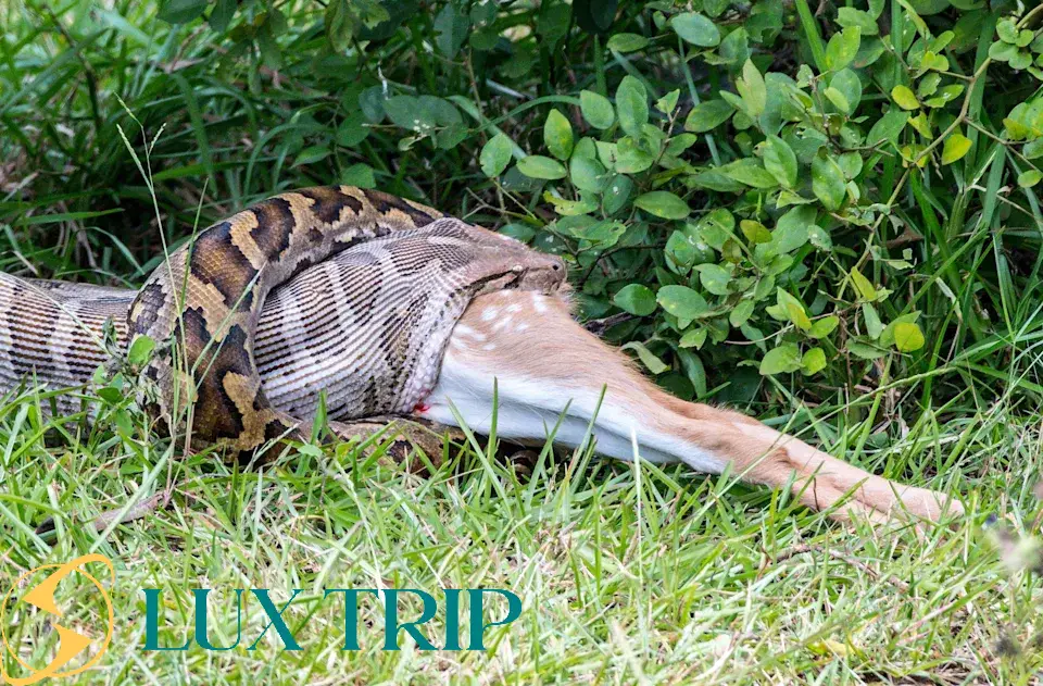 بزرگترین مار آمازون