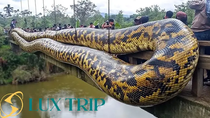 بزرگترین مار جهان