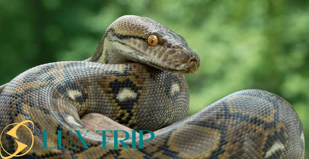 بزرگترین مار دنیا