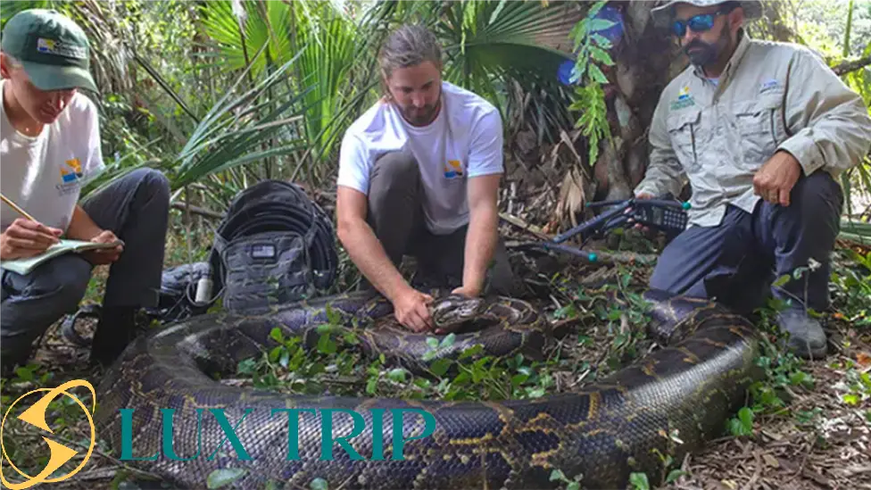 بزرگترین مار