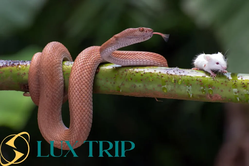 مارهای آمازون