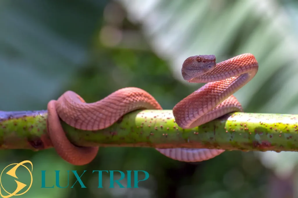 مارهای جنگل آمازون