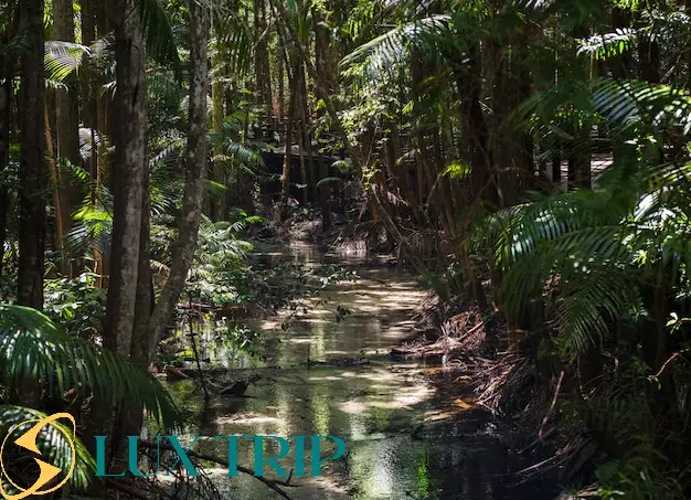 مساحت جنگل آمازون