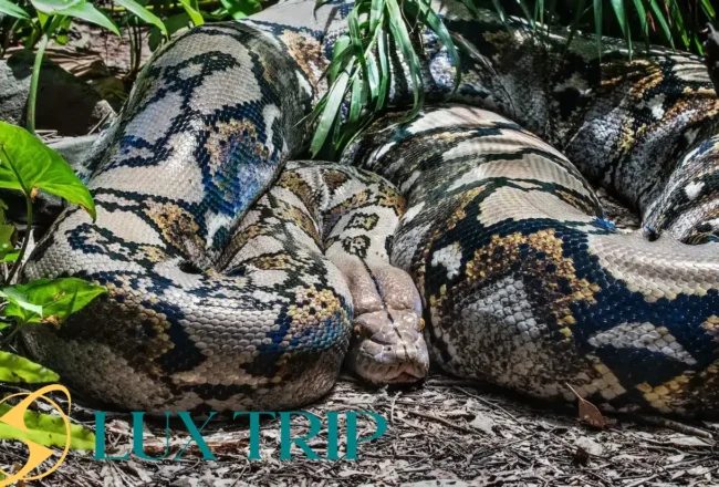 بزرگترین مار جهان حقایق شگفت‌انگیزی که تا امروز نمی‌دانستید