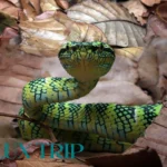 مارهای جنگل آمازون همه آنچه باید درباره این شکارچیان افسانه‌ای بدانید