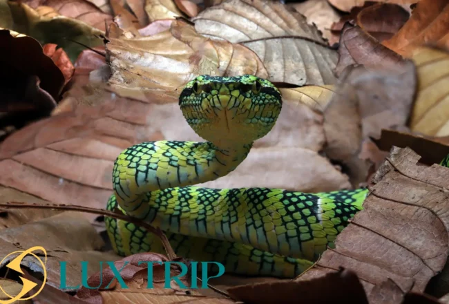 مارهای جنگل آمازون همه آنچه باید درباره این شکارچیان افسانه‌ای بدانید