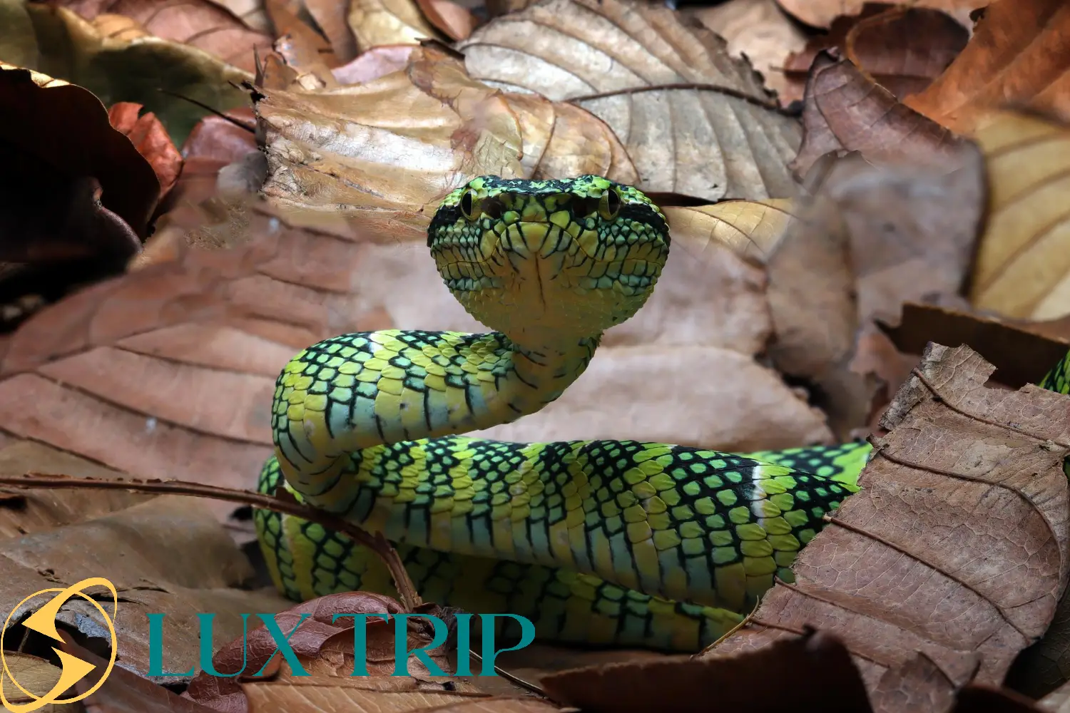 مارهای جنگل آمازون همه آنچه باید درباره این شکارچیان افسانه‌ای بدانید